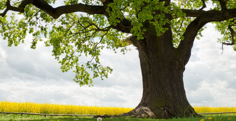 Large oak tree